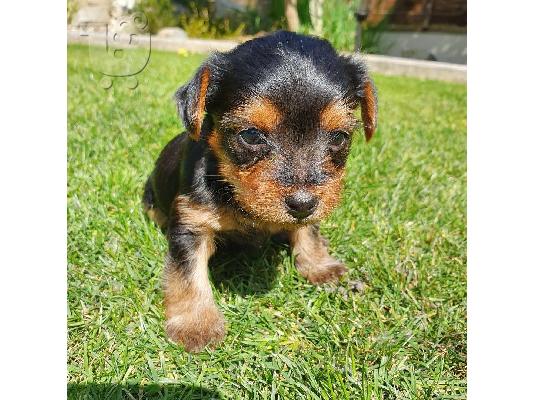 Μικρά κουτάβια Yorkie